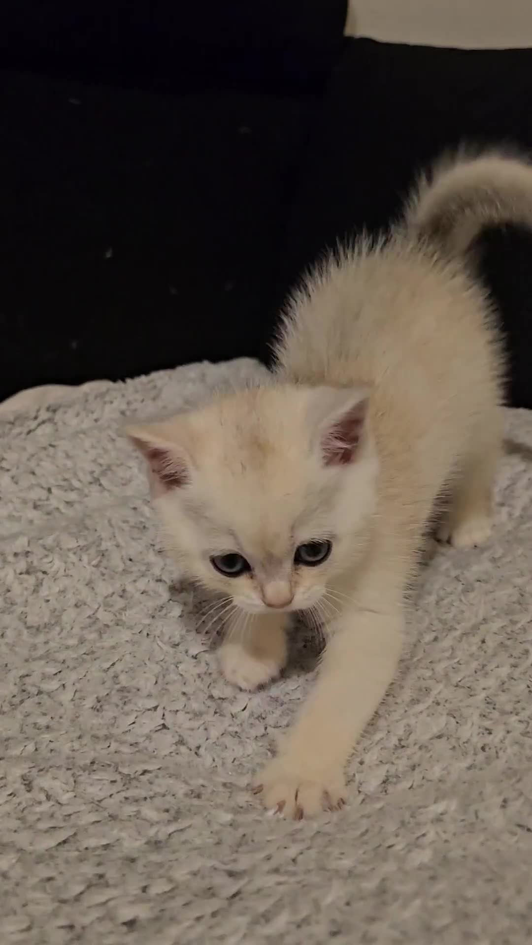 British Shorthair cats for sale: British Shorthair Kittens – Golden & Silver Shaded - Video 2