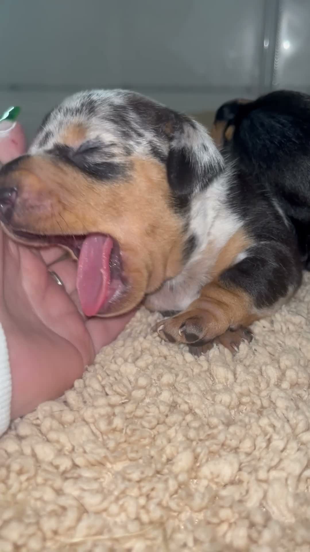 Miniature Dachshund dogs for sale: 5*homes ONLY- smooth haired miniature dauchunds    - Video 3