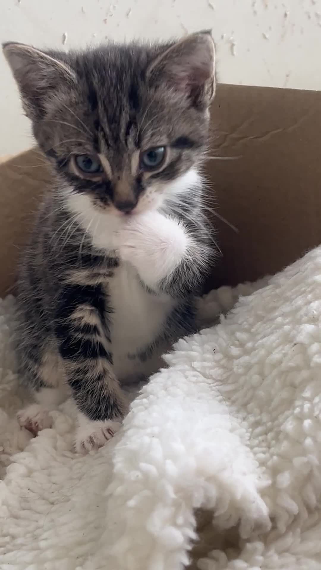 Mixed Breed cats for sale: 3 Beutiful babies  - Video 3