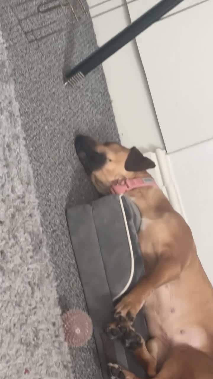 Mixed Breed dogs for sale: Name is zara in Chesterfield - Video 1