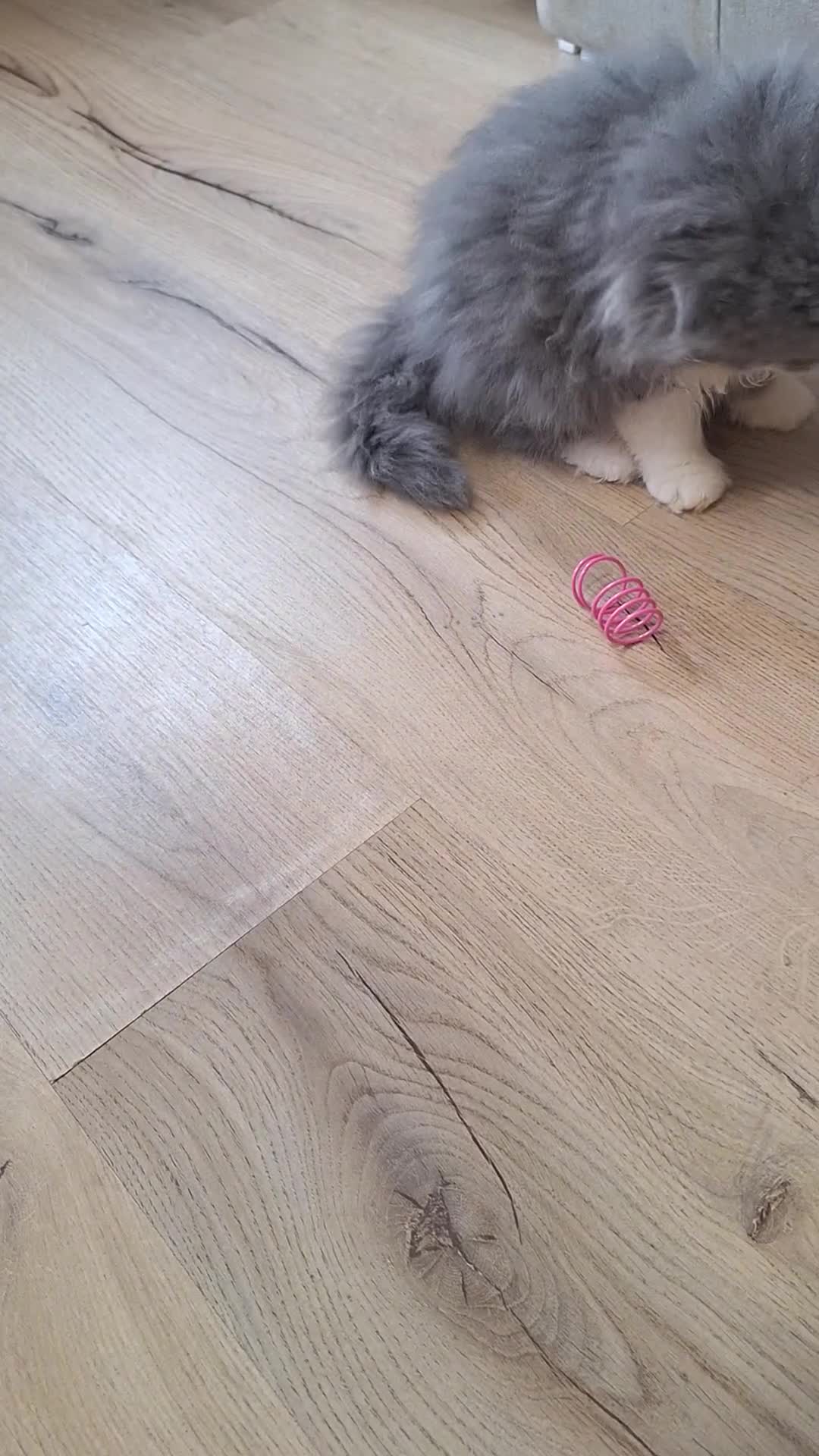 Persian cats for sale: Lovely Persian kitten  - Video 2