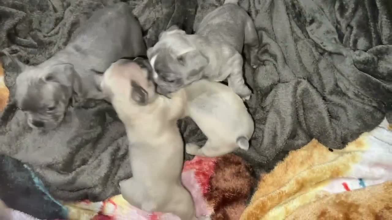 French Bulldog dogs for sale: 🐾 FRENCH BULLDOG PUPPY –LOOKING FOR A LOV HOME 🐾 in Luton - Video 1