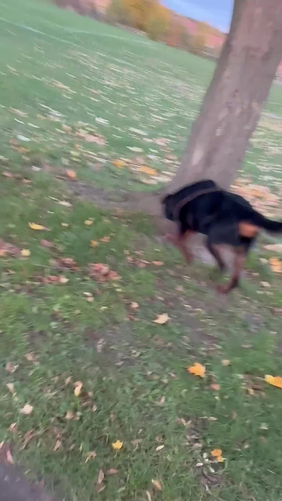 Rottweiler dogs for stud: Rottweiler for stud 🇩🇪 - Video 1