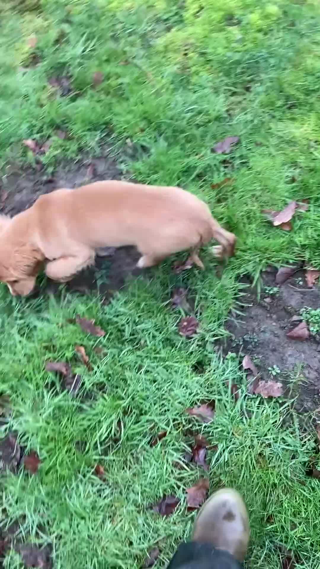Cocker Spaniel dogs for sale: Beautiful golden boy  - Video 1
