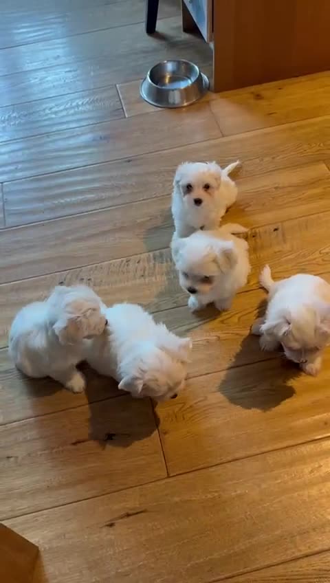 Maltese dogs for sale: Purebred Maltese Puppies – Loving Homes Only - Video 1
