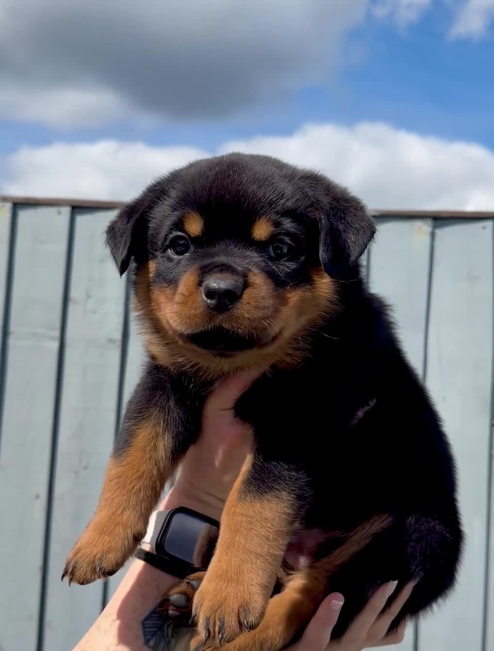 Rottweiler dogs for sale: 5 Exceptional KC Registered Rottweiler Puppies - Video 1