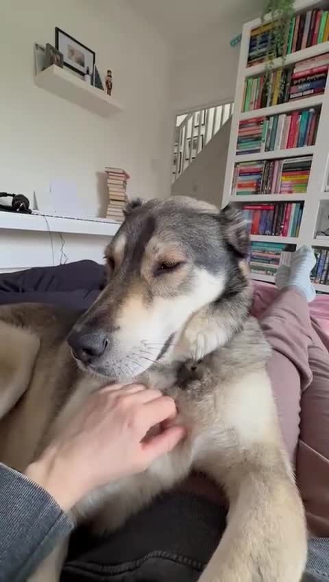 Mixed Breed dogs for sale: Beautiful Kira - Video 2