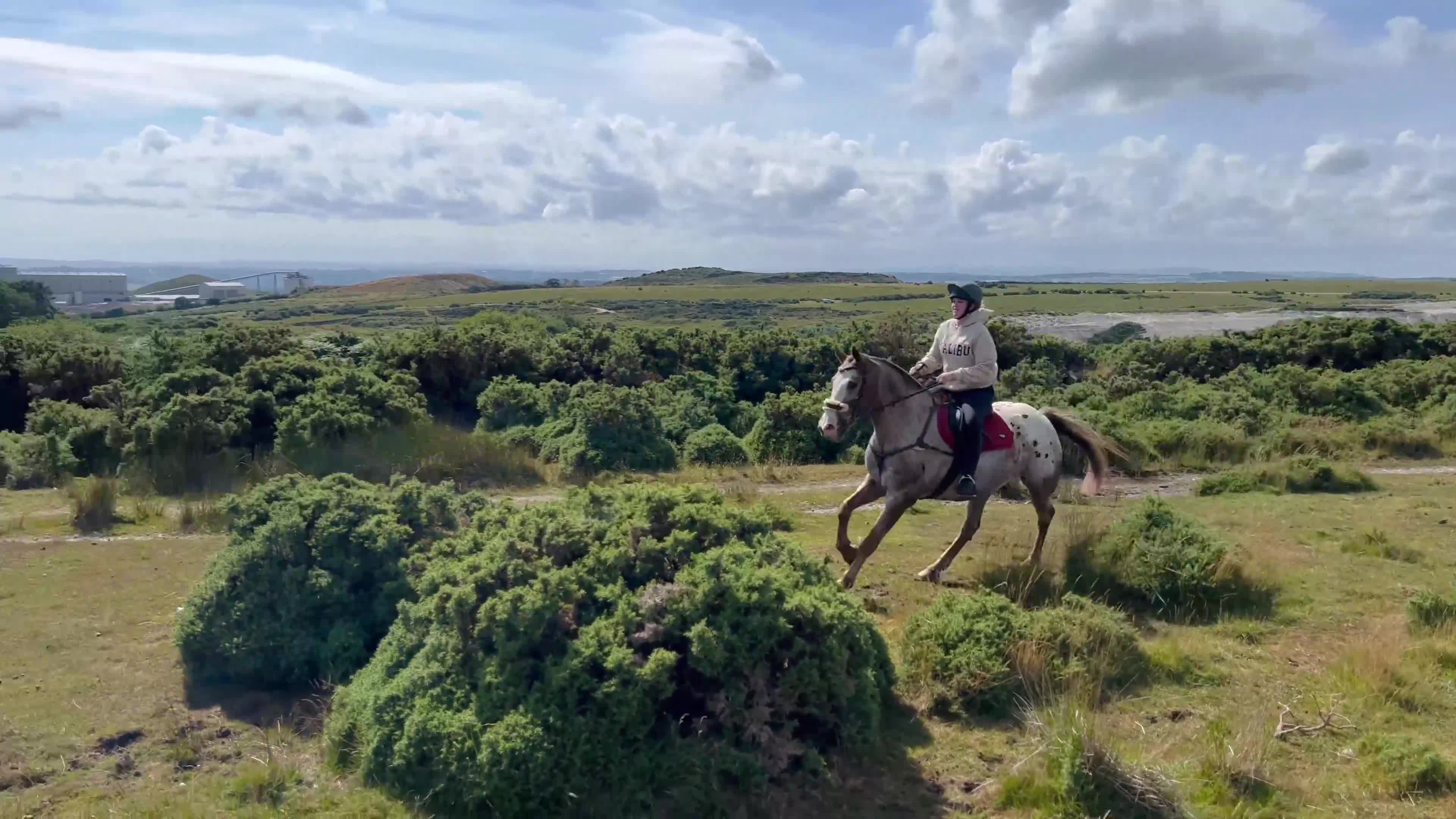 Appaloosa horses for sale: Perfect allrounder for sale - Video 1