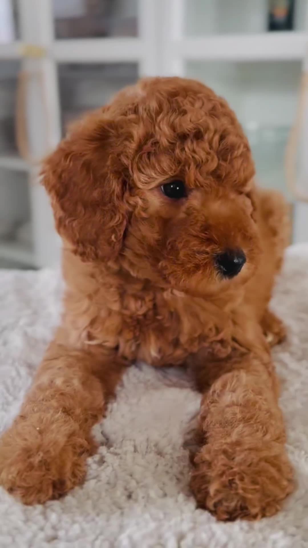 Australian Labradoodle dogs for sale: ‼️ Ready for their forever home ‼️  - Video 2