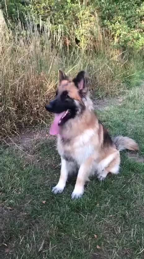 German Shepherd dogs for sale: Big bouncy GSD - Video 1