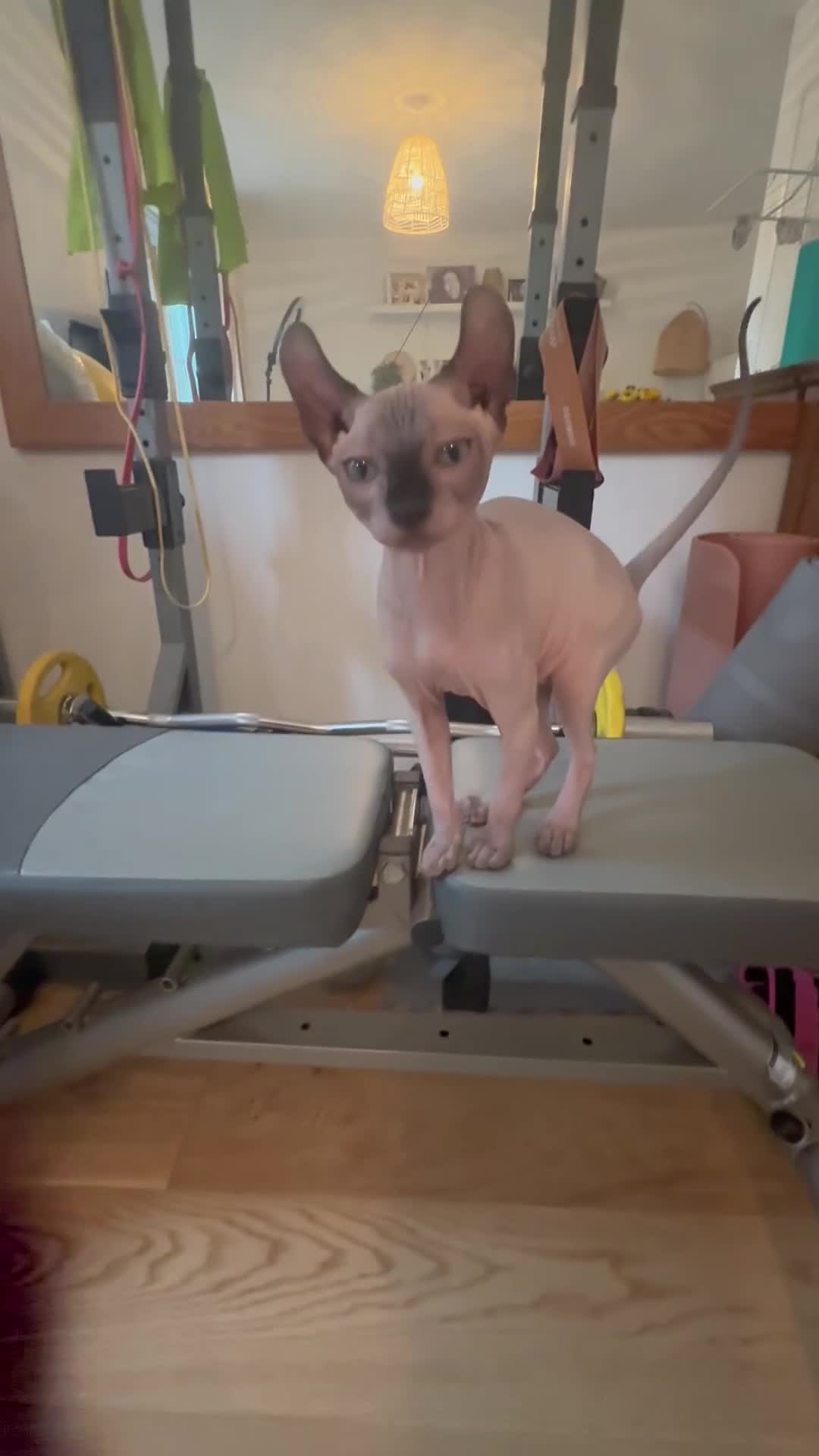 Sphynx cats for sale: Stunning sphinx kittens ready now - Video 1