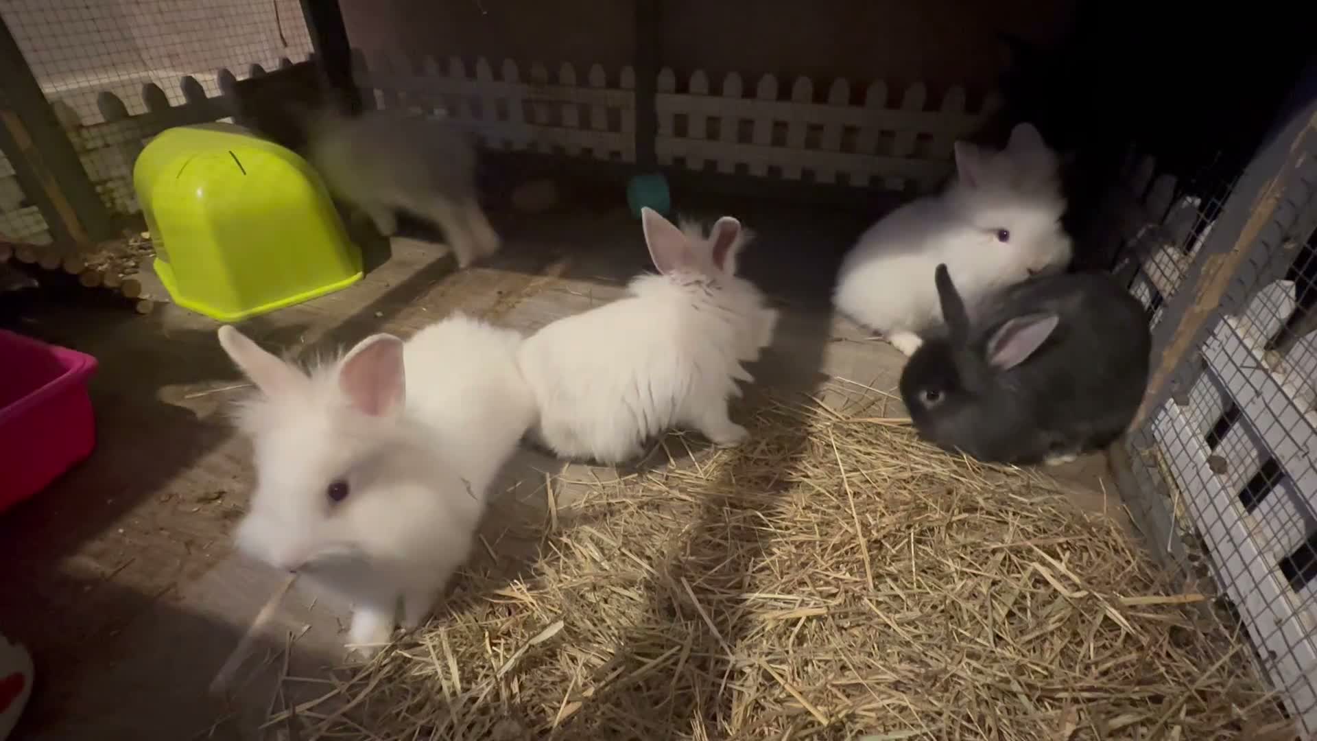 Lionhead rabbits for sale: Baby double mane Lionhead bunnies 🥰 - Video 2