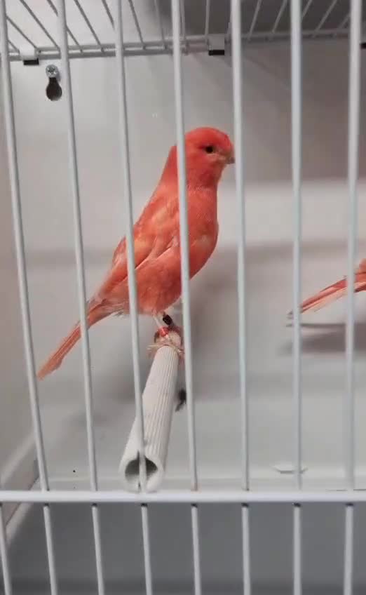 Canaries birds for sale: Red factor pair in Sutton Coldfield - Video 2