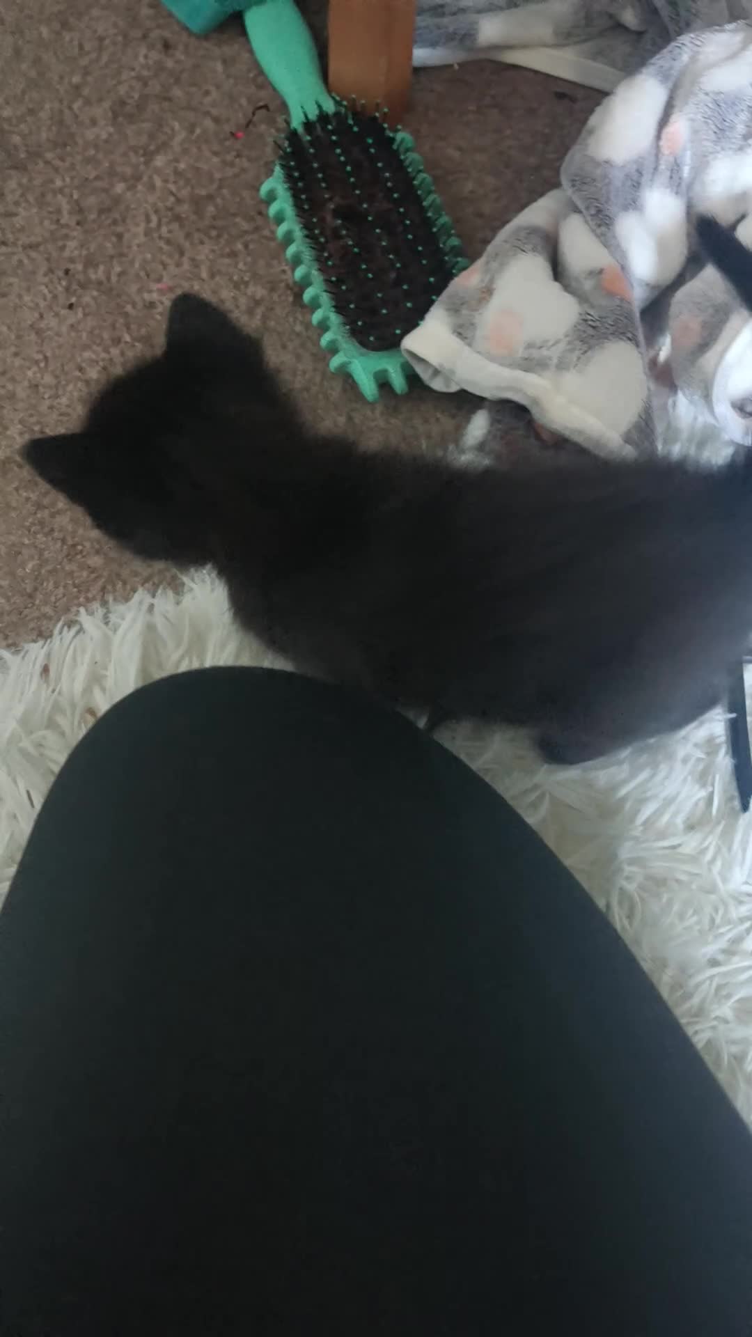 Mixed Breed cats for sale: Beautiful Ragdoll X Kittens - Video 1