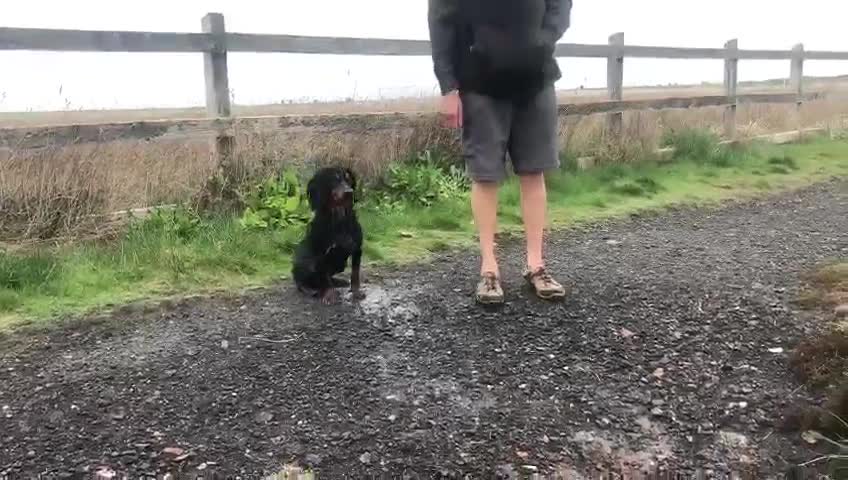 Cocker Spaniel dogs for stud: For Stud Proven KC reg Working Cocker Spaniel - Video 2