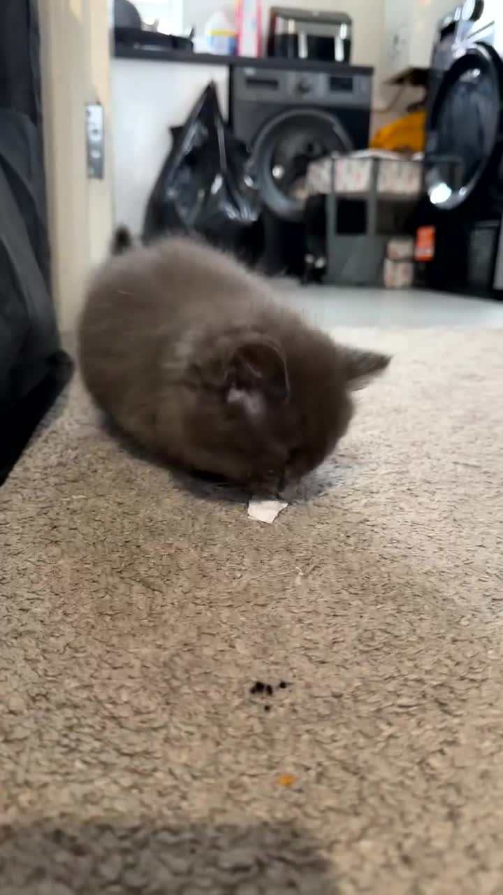 Mixed Breed cats for sale: Persian Blue Russian mixed with tabby - Video 1