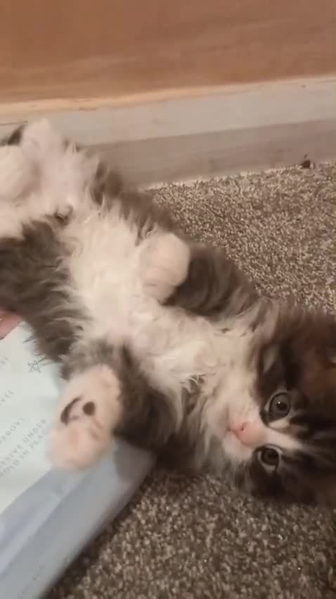 Maine Coon cats for sale: Maine coon kittens for sale - Video 2