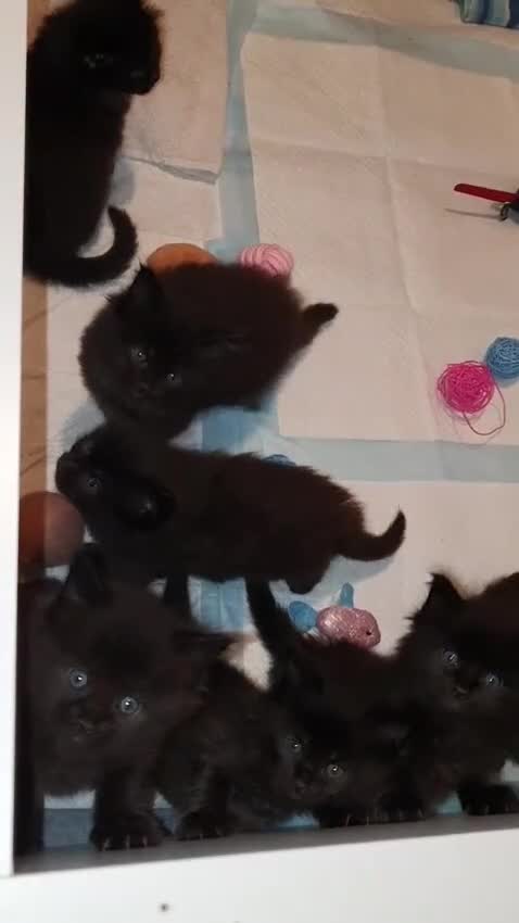 Ragdoll cats for sale: Ragdoll x maincoon - Video 1