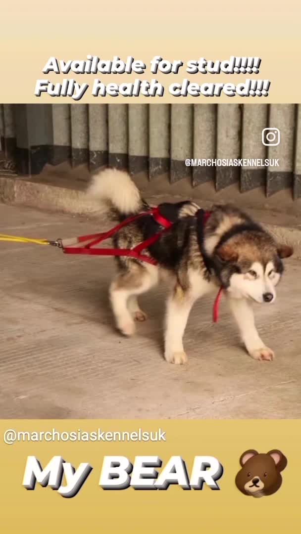Alaskan Malamute dogs for stud: Alaskan Malamute Stud Proven in Darwen - Video 2