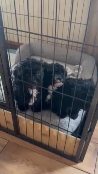 Toy Poodle dogs for sale: Gorgeous Toy poodle pups, 1 boy 2 girls - Video 1