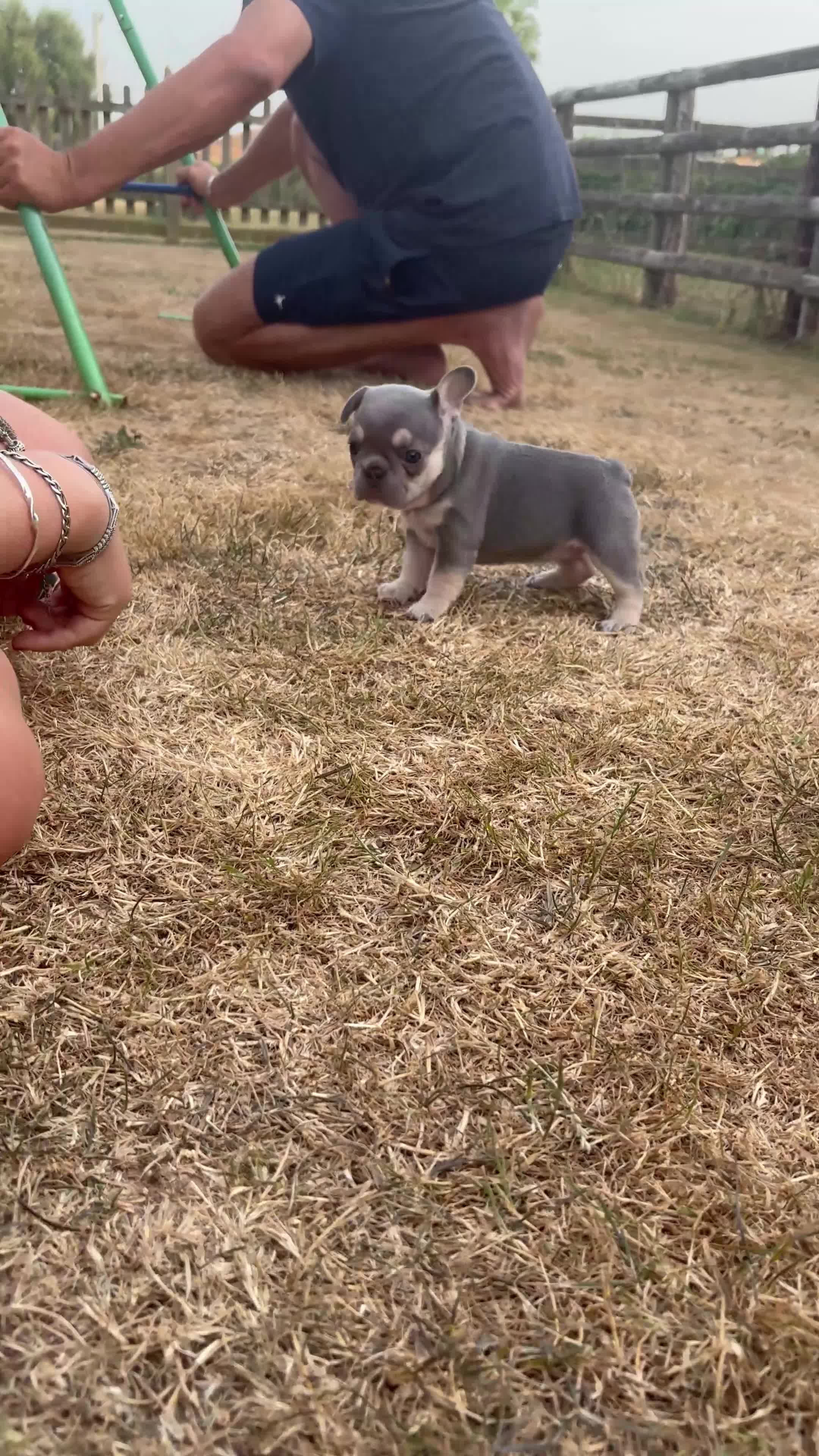 French Bulldog dogs for sale: open to offers for the right home for our babies - Video 1