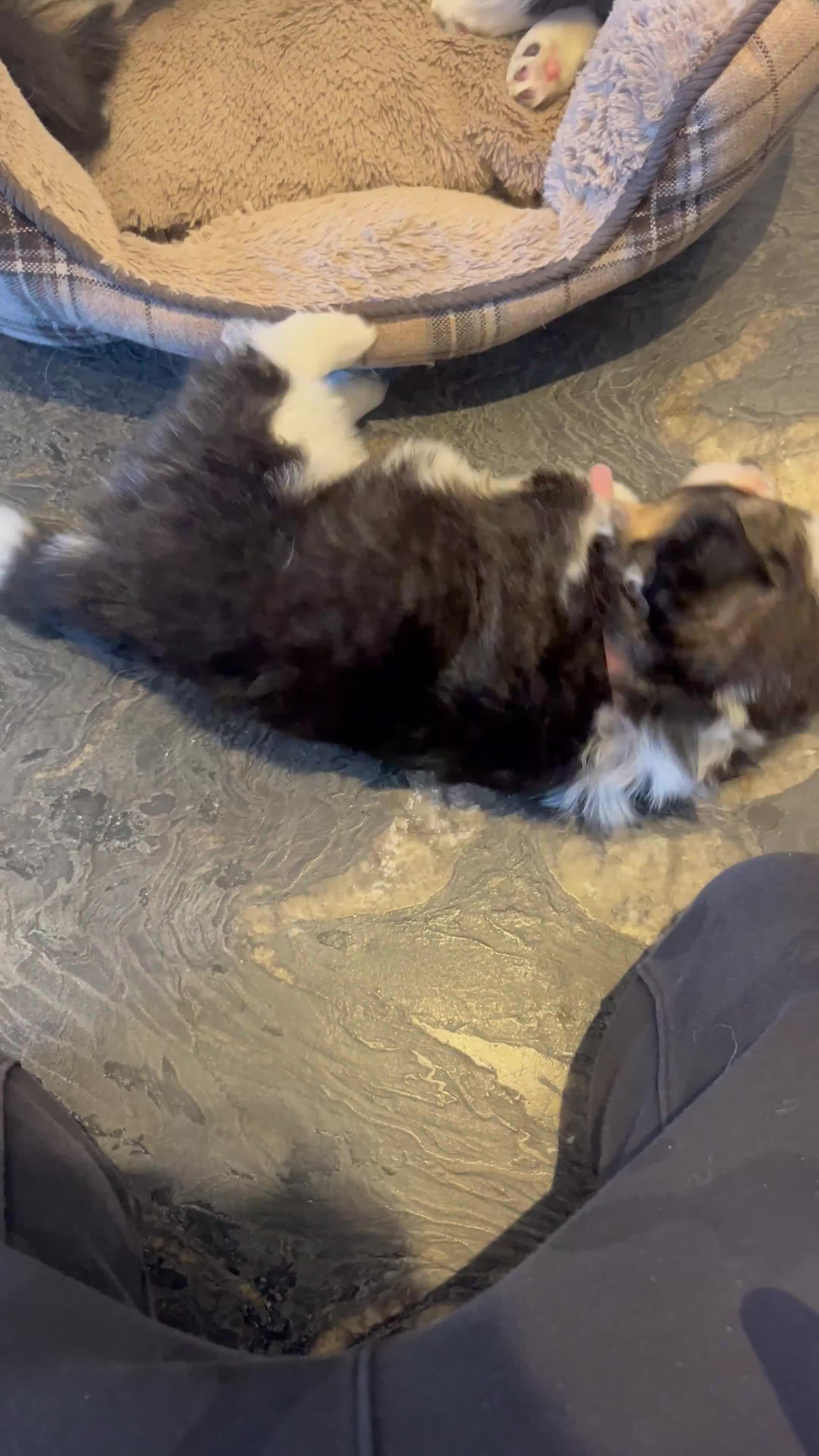 Welsh Corgi Pembroke dogs for sale: KC Pembroke Welsh Corgis (Gorgeous Tri Colour) - Video 2