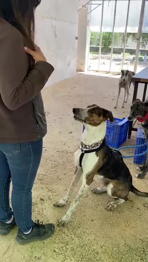 Mixed Breed dogs for adoption: 🐶Rex the perfect pack companion 😍  - Video 5