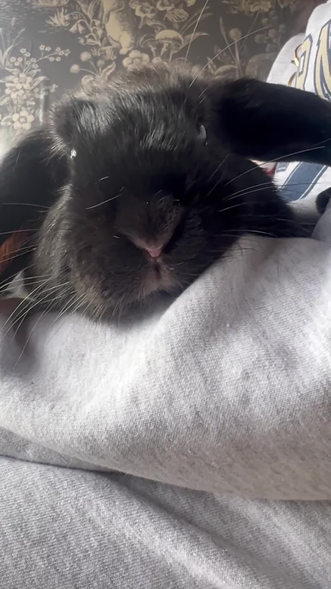 Mini Lop rabbits for sale: 2 Female mini lops  - Video 1