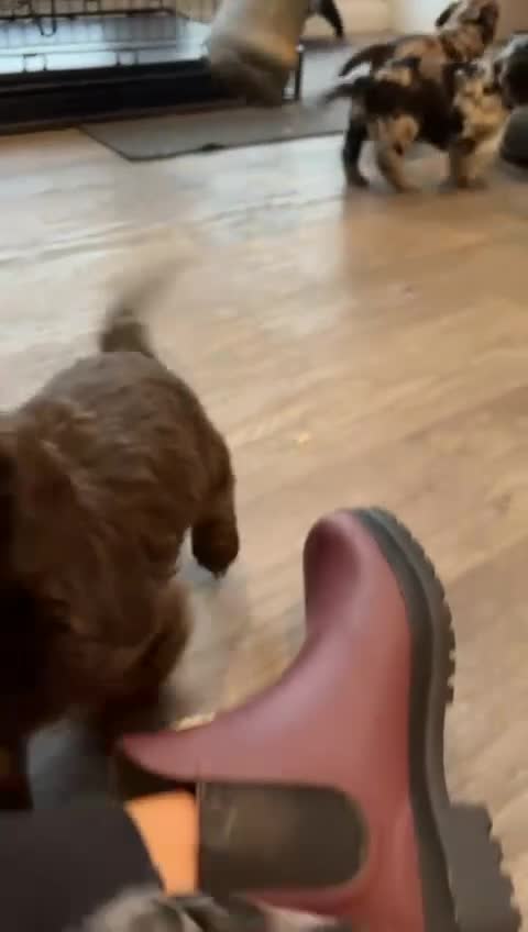 Cockapoo dogs for sale: 🩷 F1 Cockerpoo ready to go only 1 boy left  💙 - Video 1