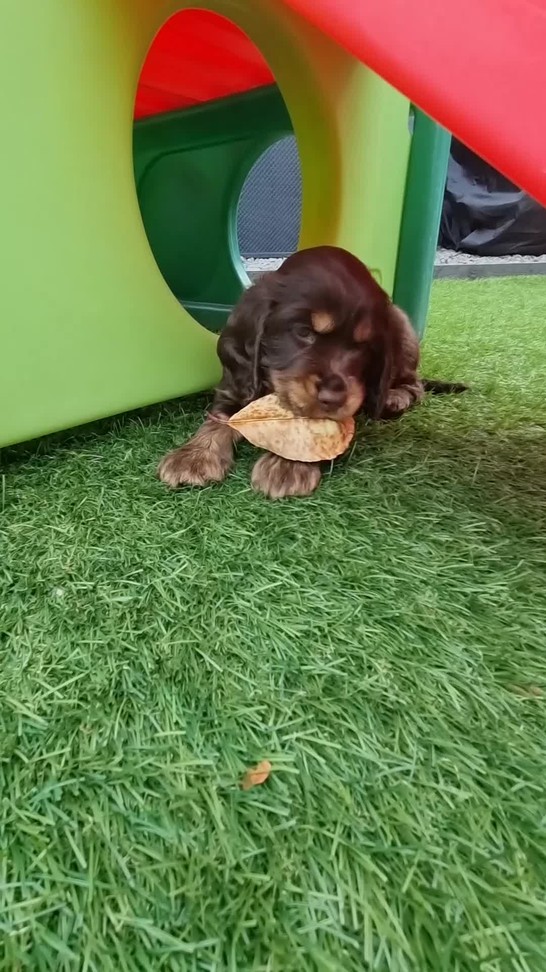 Cocker Spaniel dogs for sale: KC Registered Show cockers  - Video 1