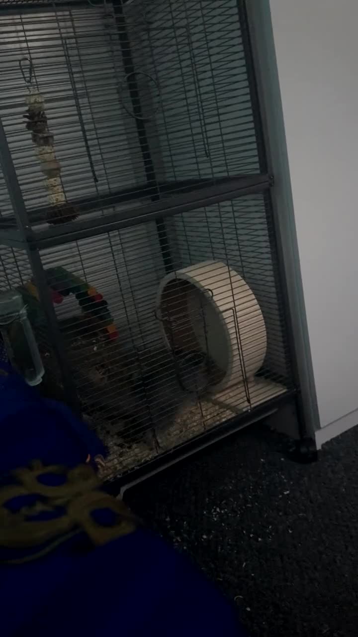 Chinchilla rodents for sale: Chinchilla for sale £150 includes accessories  - Video 1