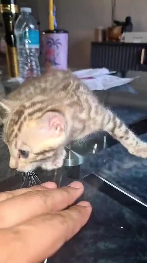 Bengal cats for sale: Bengal  - Video 1