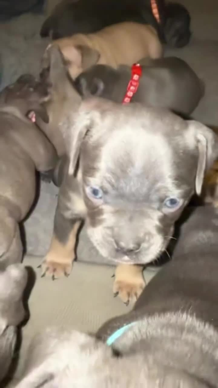 Mixed Breed dogs for sale: 5 girls 4 boys french x American pocket bully - Video 3