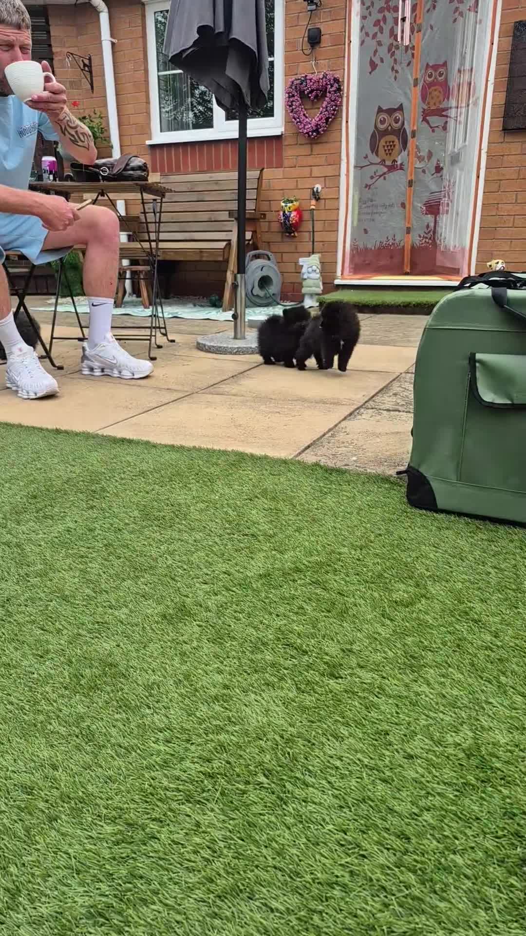 Pomeranian dogs for sale: Mini pomeranian puppies Russian bloodlines - Video 1