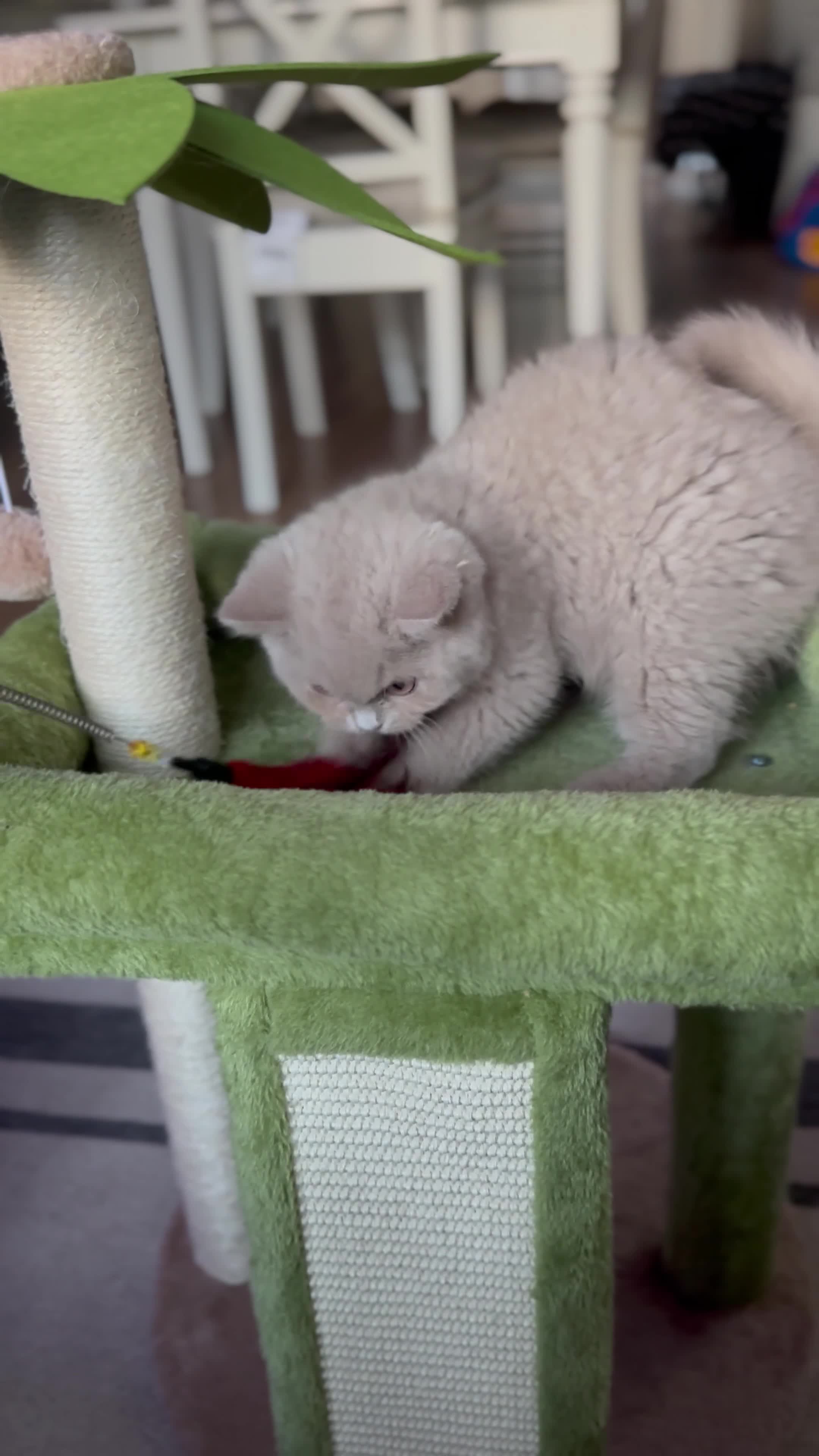 British Shorthair cats for sale: 3 British shorthair boys left  - Video 3
