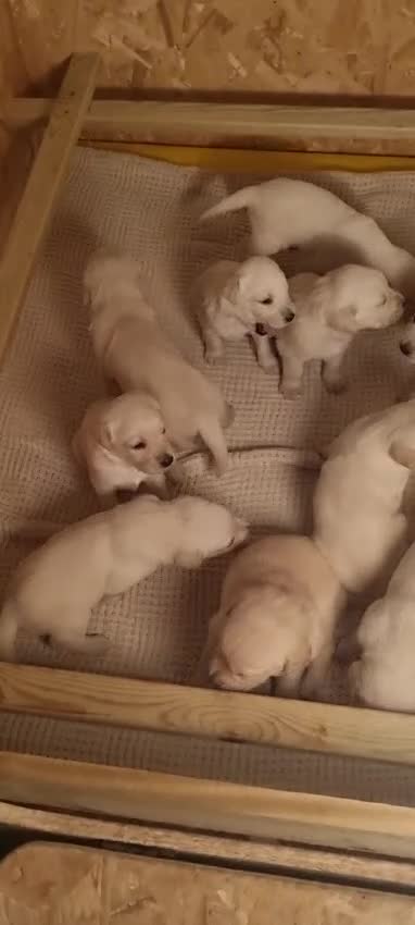 Goldendoodle dogs for stud: Proven F1 Goldendoodle for Stud in Penzance - Video 1