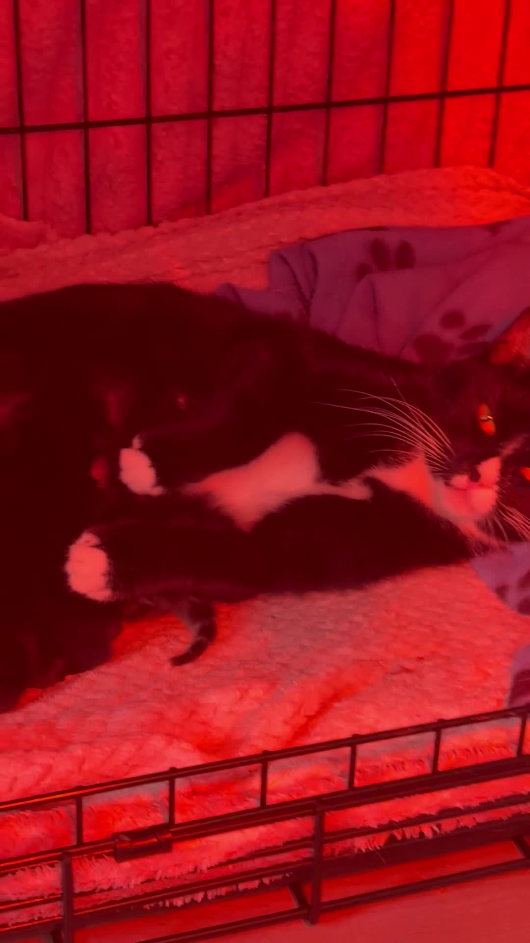 Mixed Breed cats for sale: Kittens for sale  - Video 1