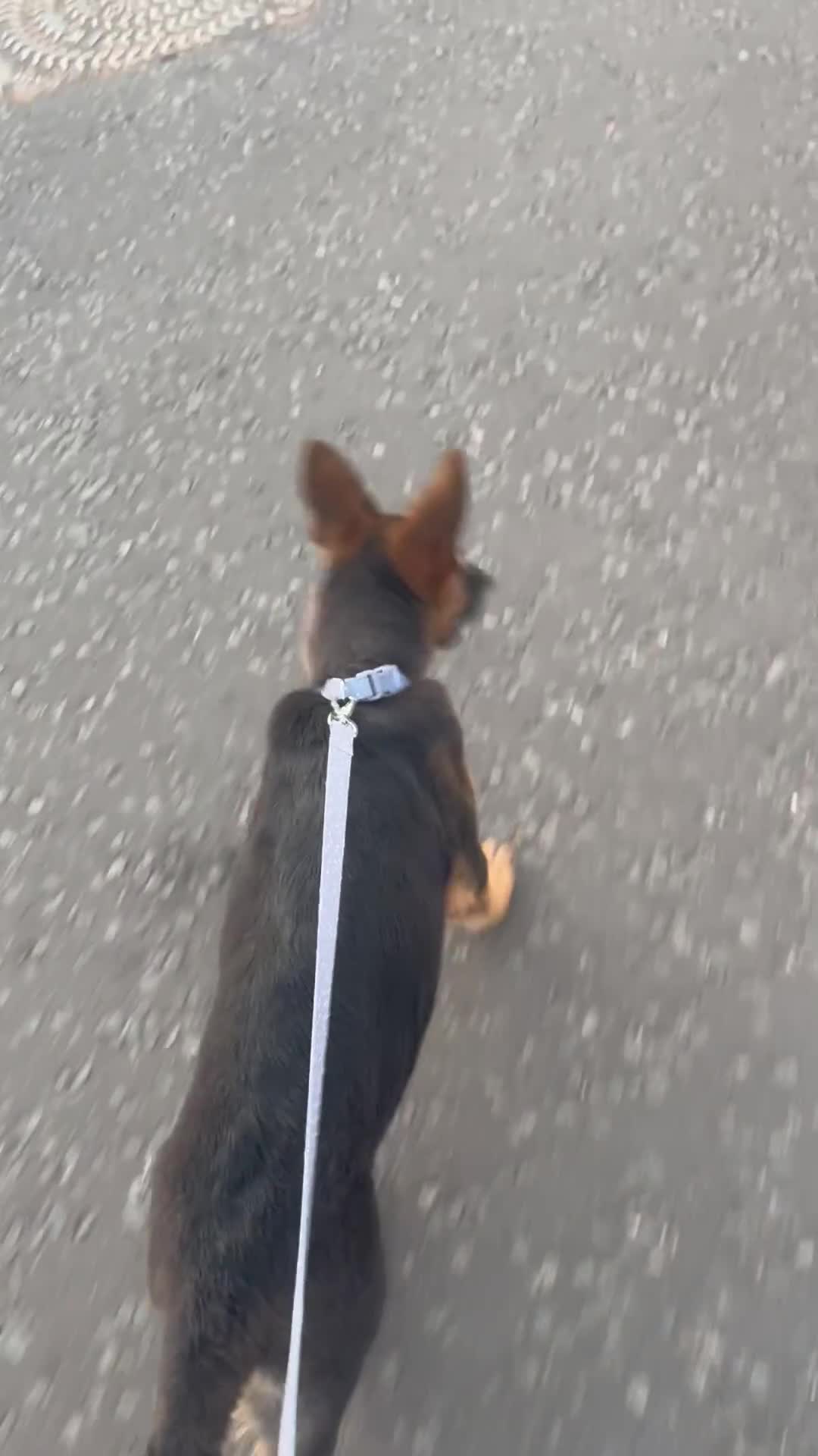 German Shepherd dogs for sale: Healthy short coat German shepherd pup  - Video 1