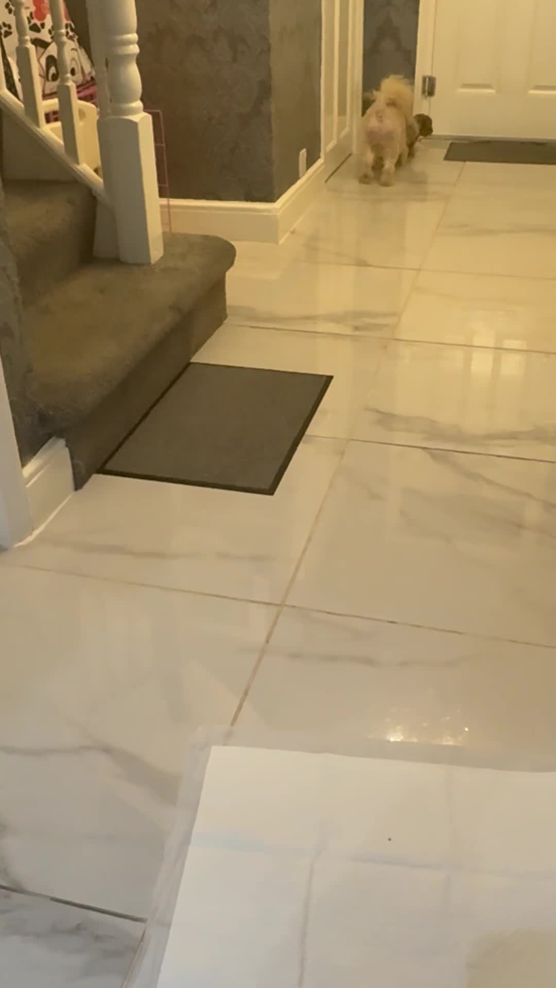 Cockapoo dogs for sale: MINITURE COCKAPOO  GIRL - Video 2