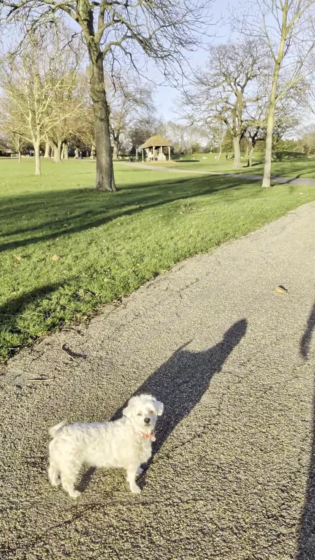 Mixed Breed dogs for sale: Gorgeous Maltichon Girl (4yrs) – Fully Trained - Video 1