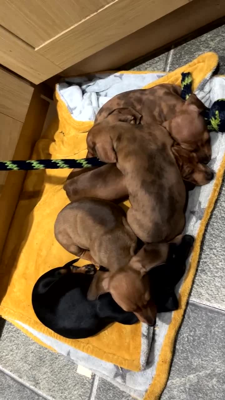 Miniature Dachshund dogs for sale: Beautiful miniature dachshund puppies  - Video 1