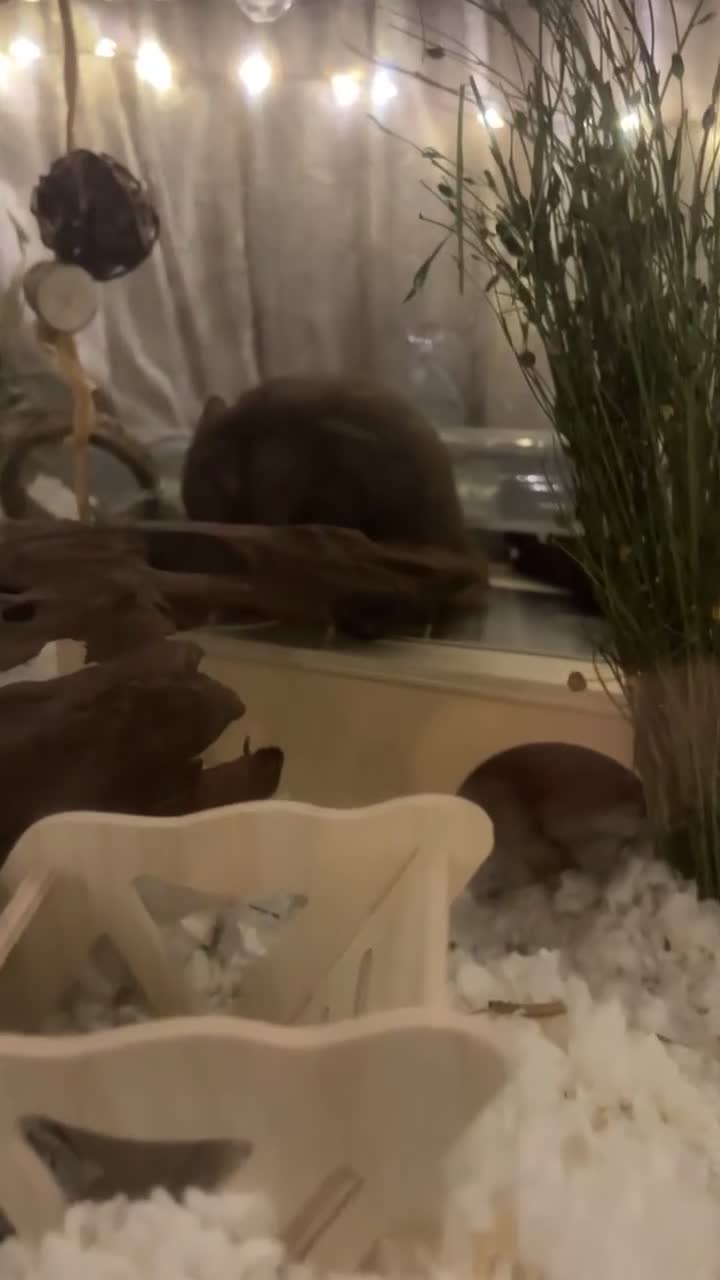 Hamster rodents for sale: Brown male Syrian rehome 📍Essex - Video 1