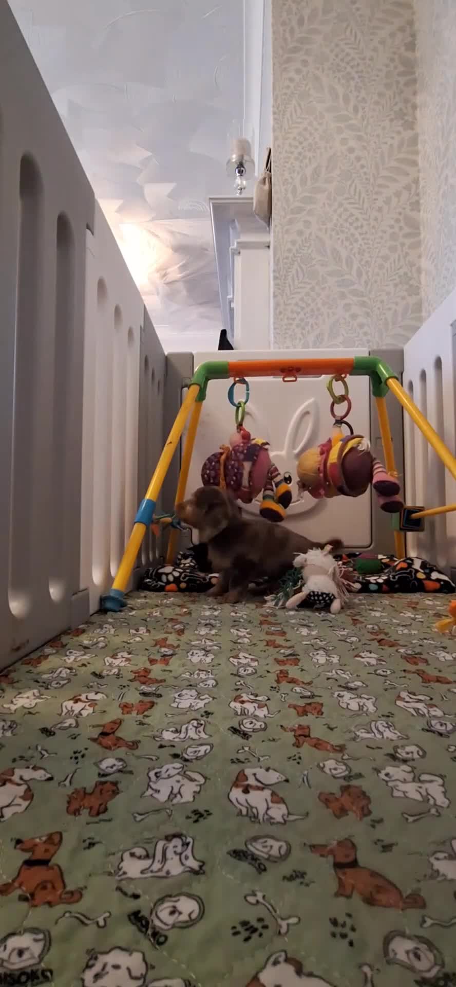 Miniature Dachshund dogs for sale: Waiting list for February litter KC long coat   - Video 4