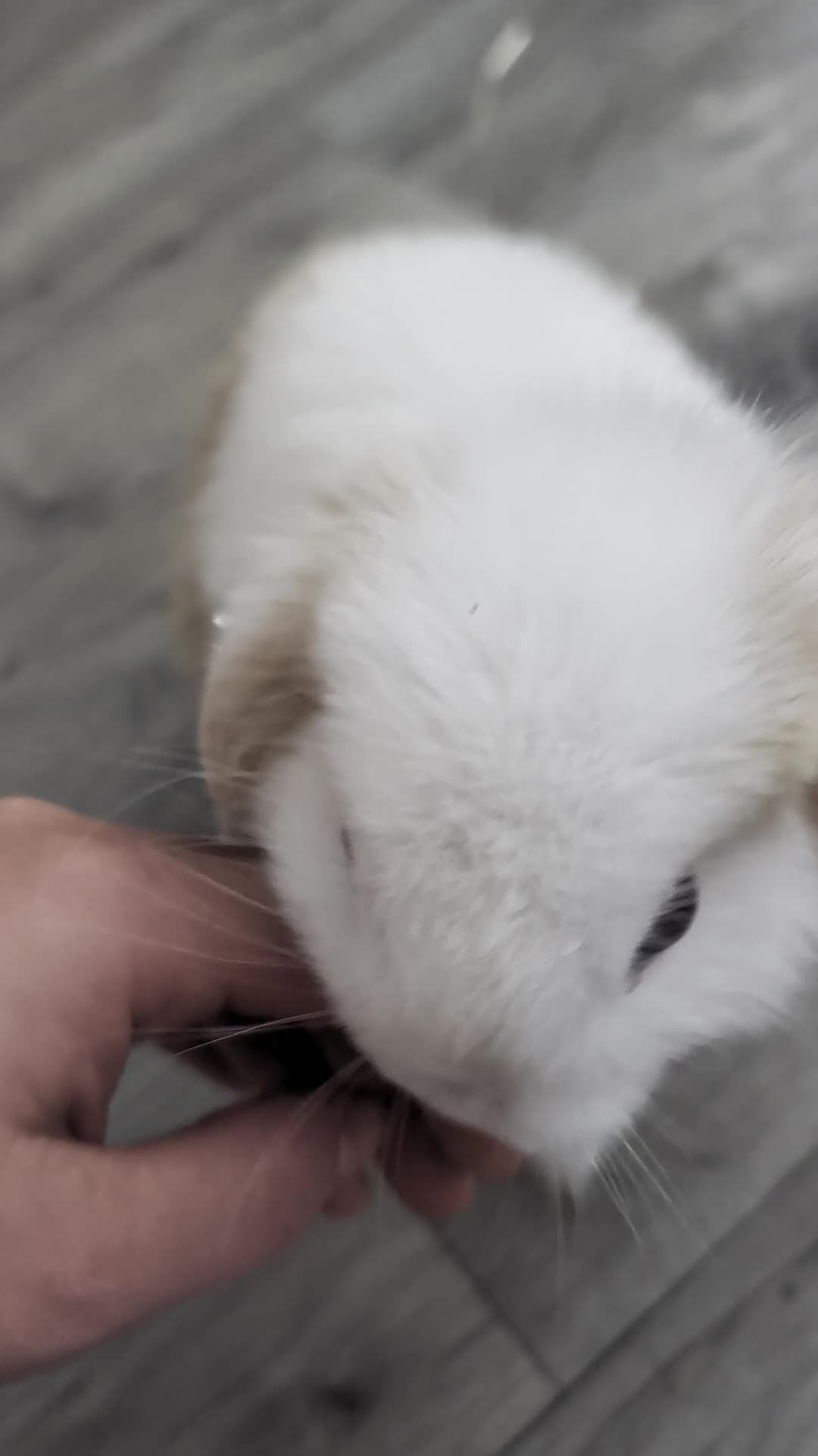 Mini Lop rabbits for sale: Female baby mini lops for sale in Warrington - Video 1