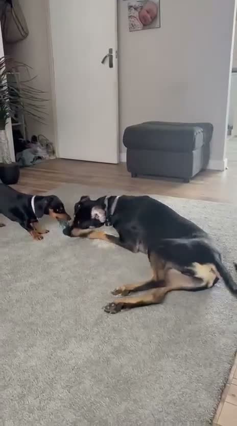 Mixed Breed dogs for adoption: 💙ARLO💙18 MONTHS FRIENDLY CUDDLY CLEVER DOBERDOR  - Video 2