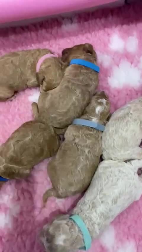 Labradoodle dogs for sale: Multi- Generation Toy/Mini parti Labradoodles   - Video 1