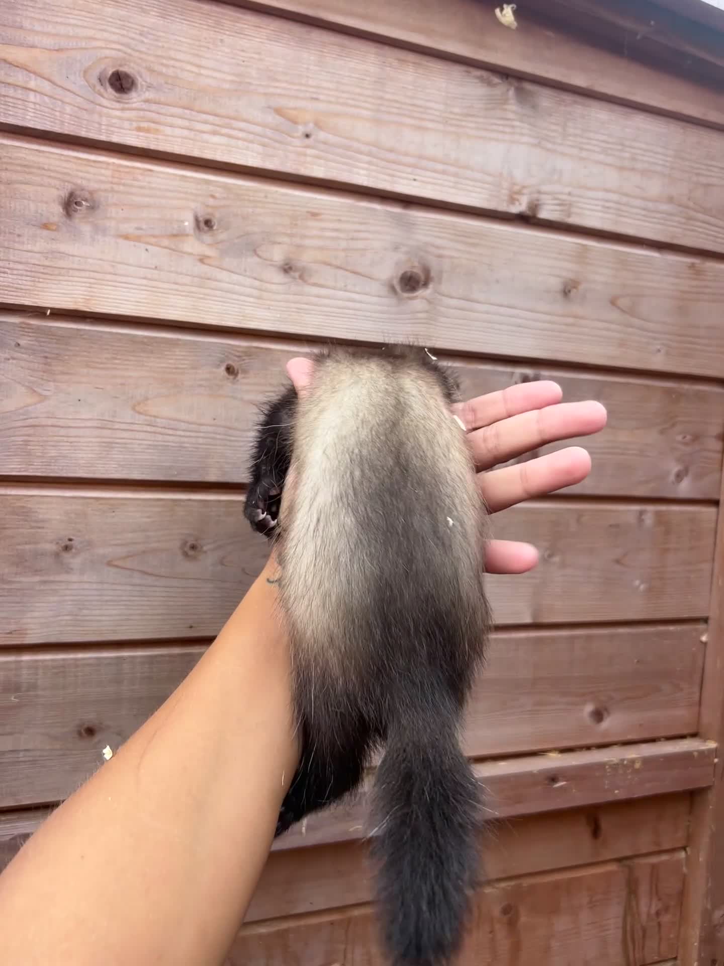 Ferret rodents for sale: 1 sable semi hob left 9 weeks old - Video 1