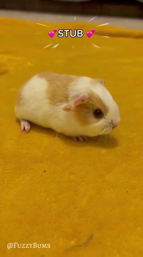 Guinea Pig rodents for sale: Available now gorgeous babies  - Video 2
