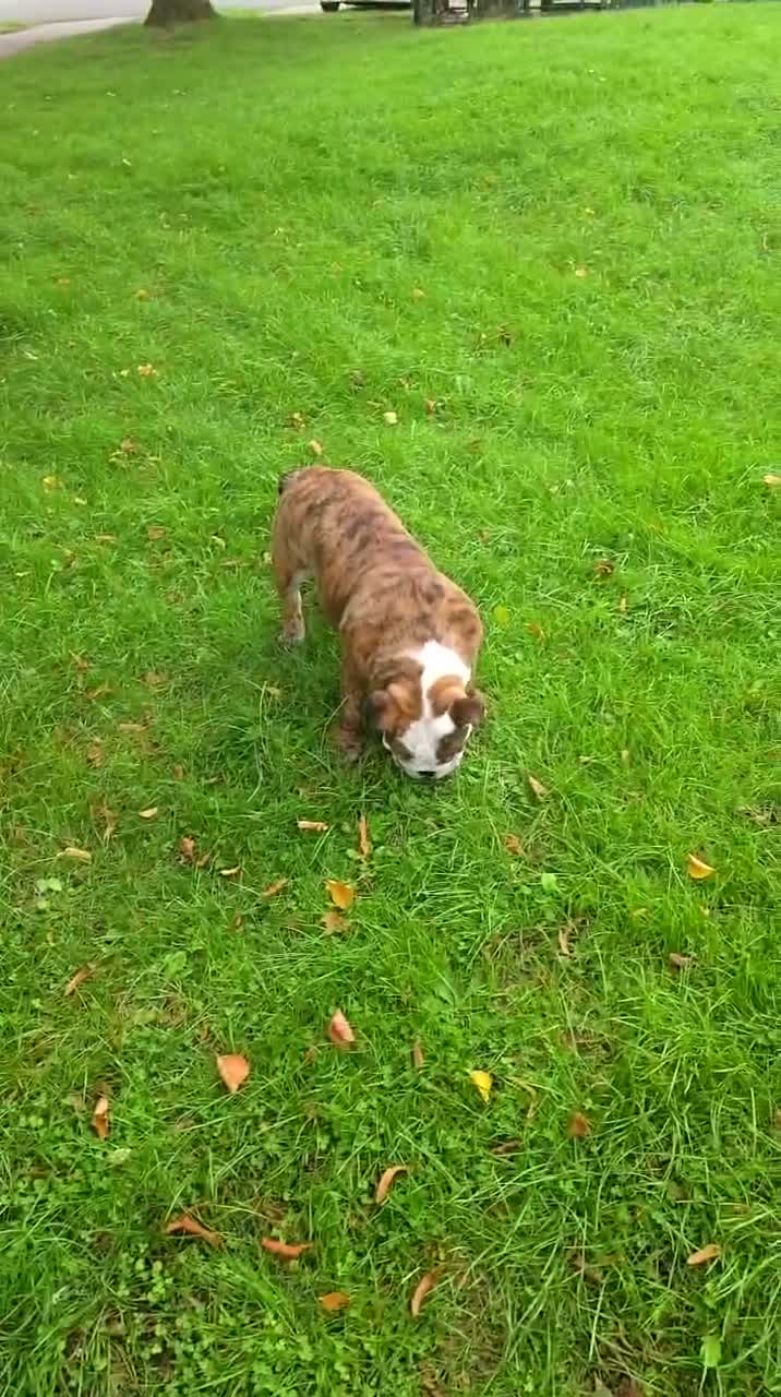 English Bulldog dogs for sale: Kc kennel club bulldog  - Video 1