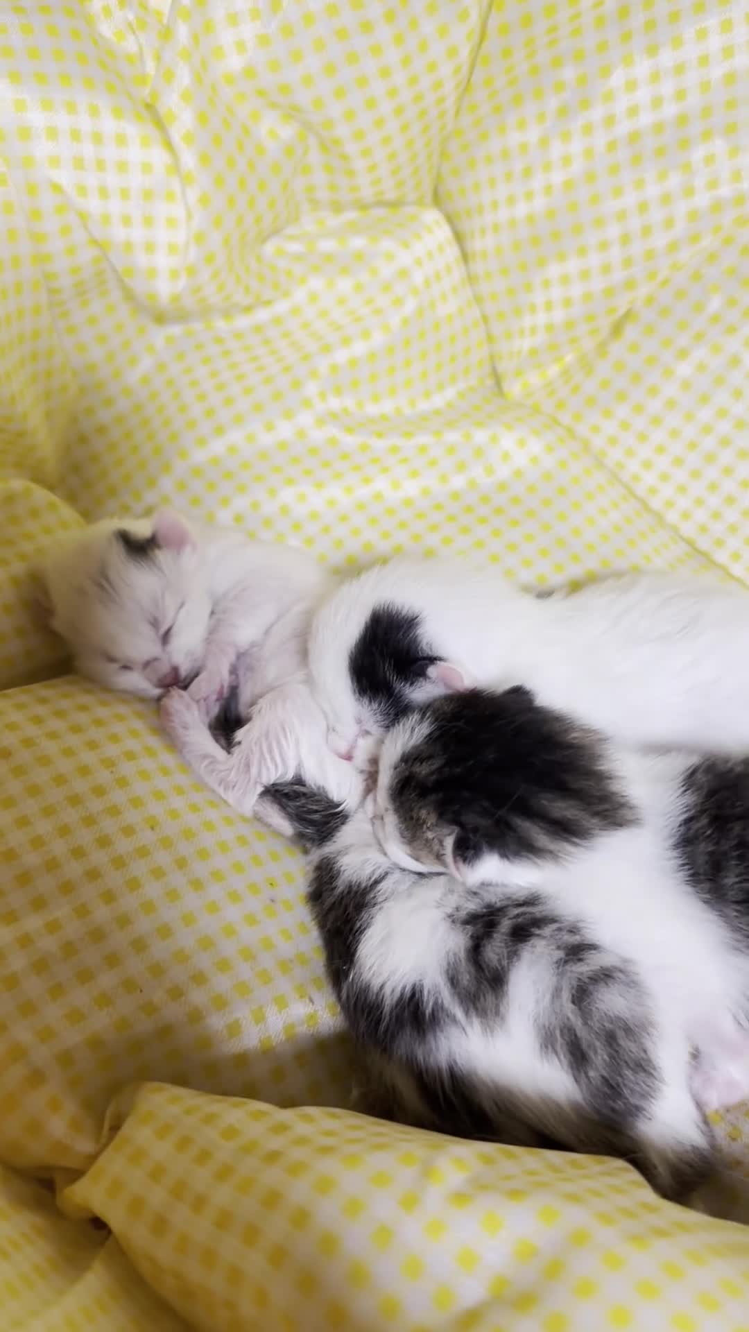 Mixed Breed cats for sale: Adorable Fluffy Kittens. Matilda’s 1st Litter 🐾 - Video 3